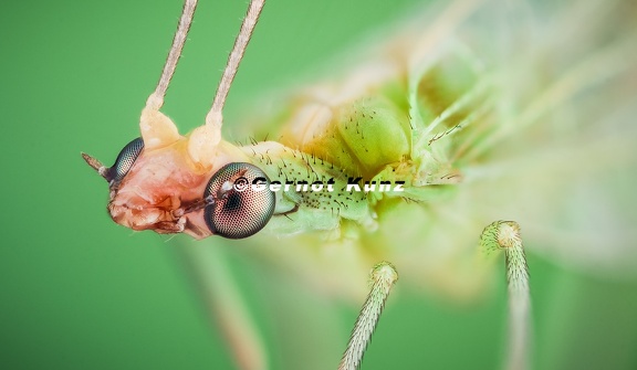 14  Alexander Rauch-Chrysopidae spec