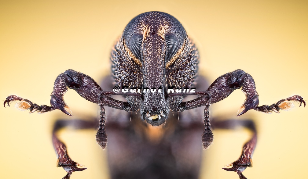 15  Alexander Rauch-Hylobius abietis