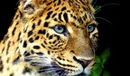 16  Tamara Schenekar-Panthera pardus