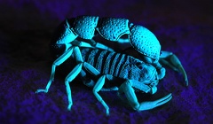 17 Christian Komposch-Scorpiones