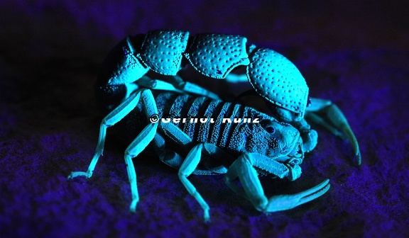 17 Christian Komposch-Scorpiones