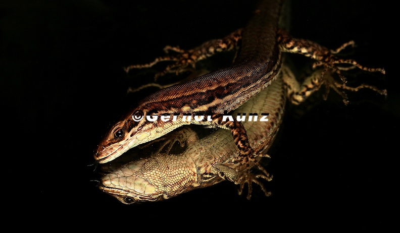 21 Laura Pabst-Podarcis muralis2 - 21__Laura_Pabst-Podarcis_muralis2.jpg 21__Laura_Pabst-Podarcis_muralis2.jpg