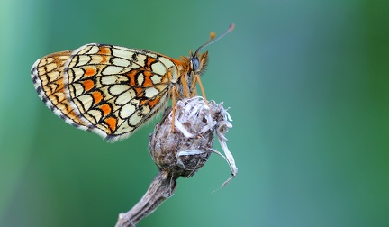 22 Roman Borovsky-Melitaea athalia