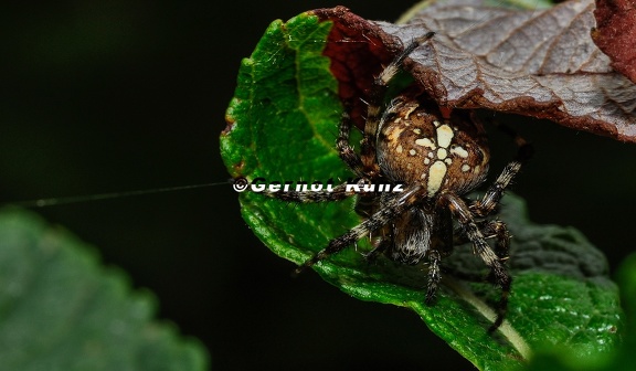 26  Maximilian Wagner-Araneus
