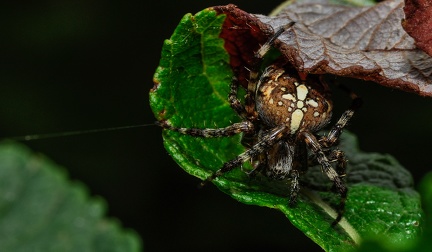 26  Maximilian Wagner-Araneus