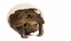 27  Indotestudo elongata