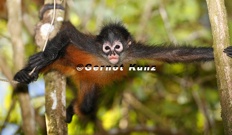 28 Gernot Kunz-Ateles geoffroyi - 28__Gernot_Kunz-Ateles_geoffroyi_.jpg 28__Gernot_Kunz-Ateles_geoffroyi_.jpg