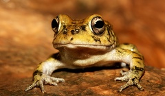 29  Christian Komposch-Frosch