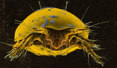 Lamnacarus ornatus