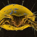 Lamnacarus ornatus