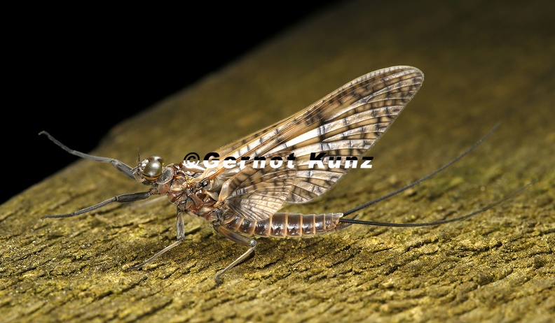 Rhithrogena germanica  March brown mayfly 8 2 001