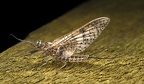 Rhithrogena germanica  March brown mayfly 8 2 001