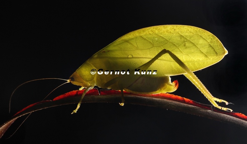 Tettigoniidae_indet__1.jpg