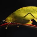 Tettigoniidae indet  1