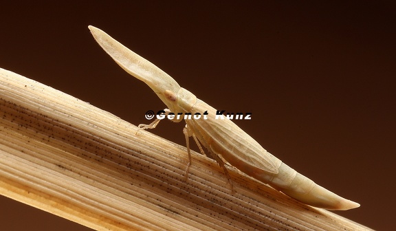 Dorycephalus baeri  Schwertzikade 1 001