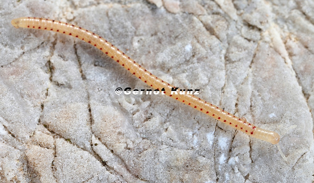 Diplopoda indet   Doppelf    er 3 2