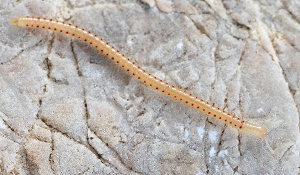 Diplopoda indet   Doppelf    er 3 2