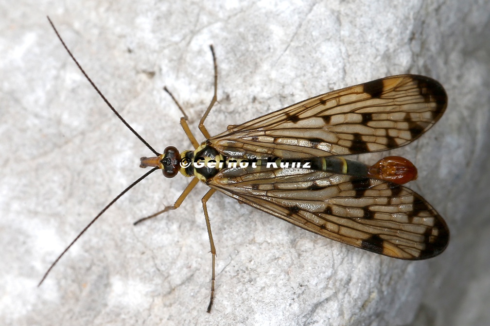 Panorpa germanica (Deutsche Skorpionsfliege)M4.2