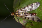 Panorpa vulgaris (Nördliche Skorpionsfliege)M1.2