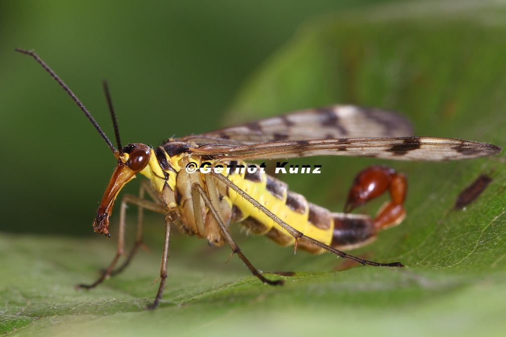 Panorpa vulgaris (Nördliche Skorpionsfliege)M8.2