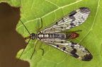 Panorpa communis (Gemeine Skorpionsfliege)M4.2