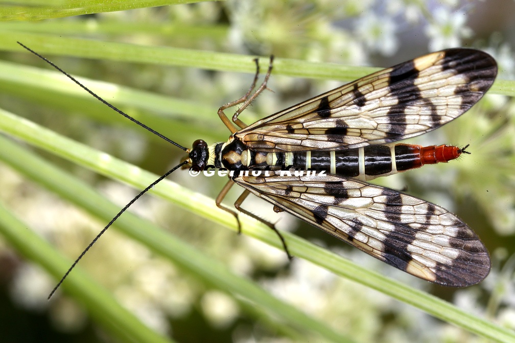 Panorpa communis (Gemeine Skorpionsfliege)W1.2