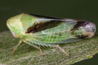 Macropsis gravesteini  Gro  e Maskenzikade W1 2