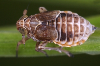 Javesella_stali__Schachtelhalm-Spornzikade_W1_2.jpg