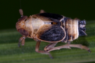 Struebingianella_lugubrina__Schwaden-Spornzikade_M2_2.jpg